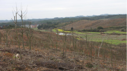 江西溪峰生態農業發展有限責任公司 探索花卉苗木基地的創新租賃模式與綠色發展之路