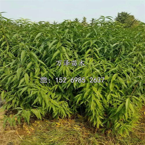 中油21號油桃樹苗 品種優勢與批發價格全解析